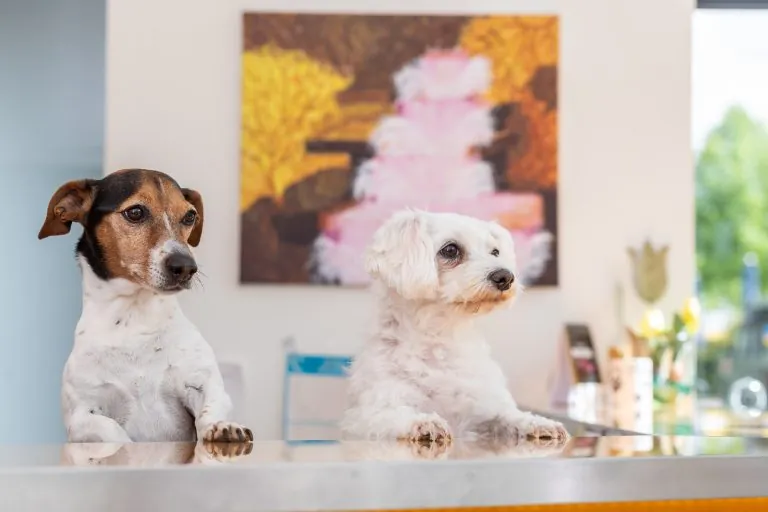 Zwei Hunde am Empfangstresen der Tierarztpraxis