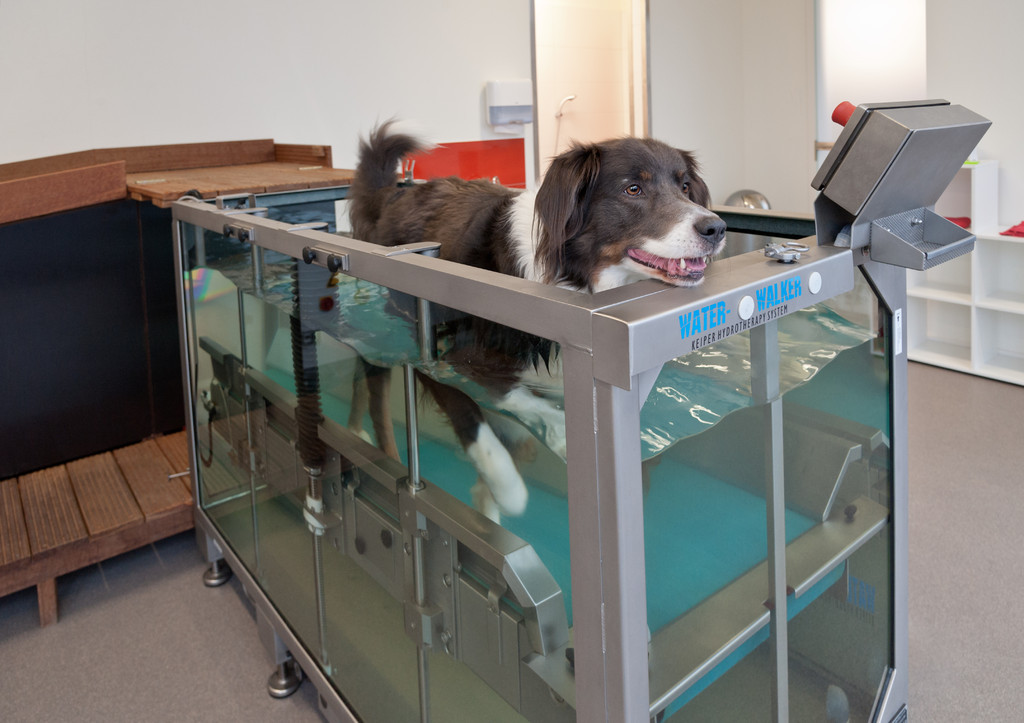 Hund im Unterwasserlaufband der Tierphysiotherapie