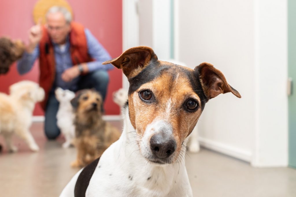 Hund wird nach einem Spaziergang auf Zecken untersucht