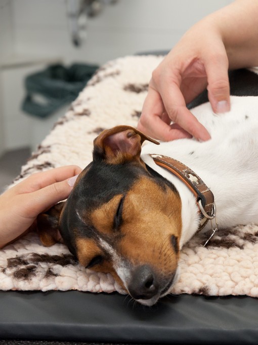 Manuelle Tierphysiotherapie bei Pets in Motion