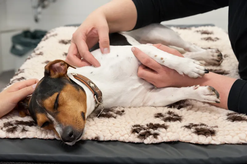 Physiotherapeutische Behandlung eines Hundes