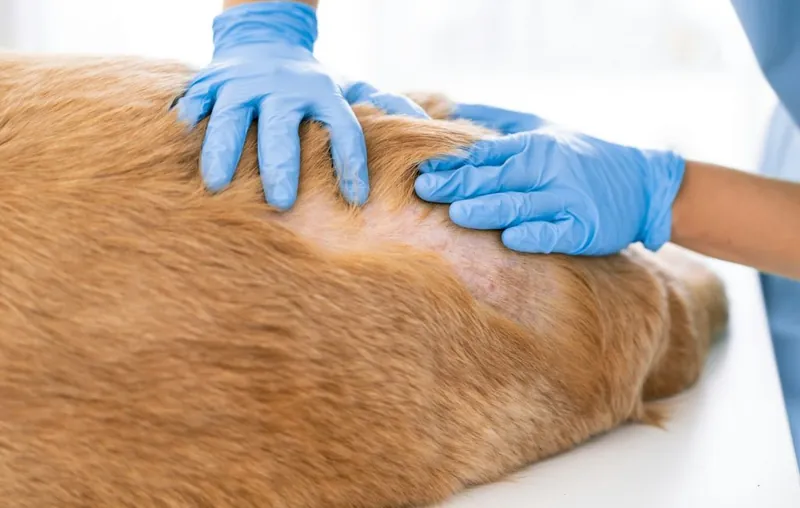 Tierärztin untersucht die Haut eines Hundes
