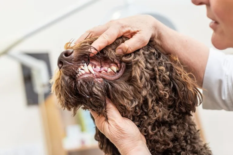 Zahnkontrolle bei einem Hund