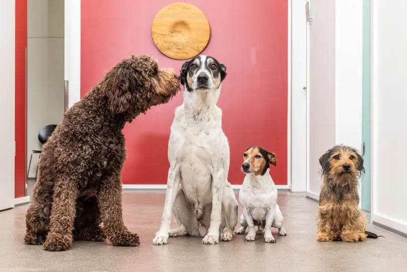 Vier Hunde im Wartebereich der Tierarztpraxis