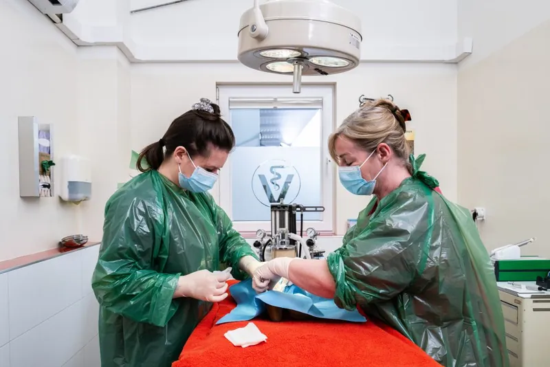 Zwei Tierärztinnen bei einer Operation